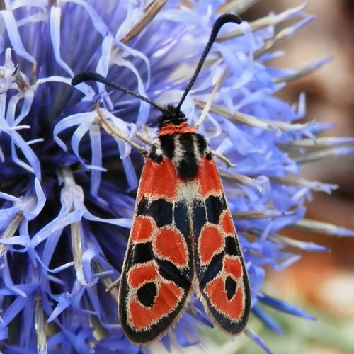 Zygaena fausta [L.]su guida naturalistica di RikenMon