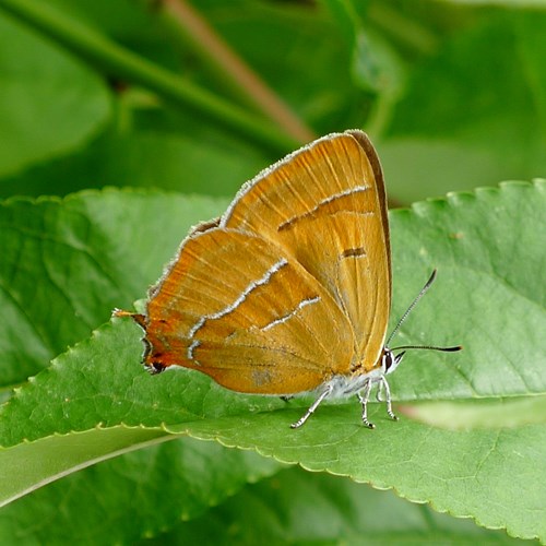 Thecla betulae [L.]En la Guía-Naturaleza de RikenMon