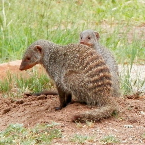 Banded mongooseon RikenMon's Nature-Guide