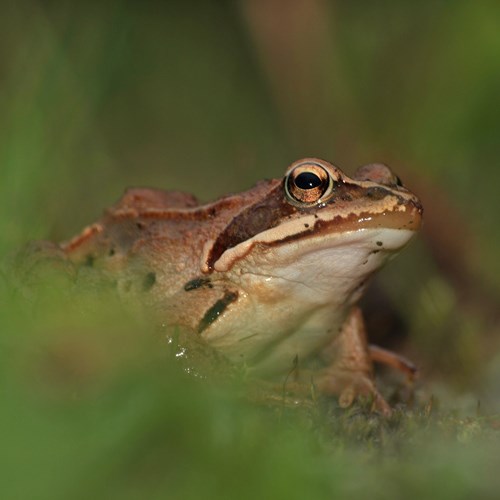 Rana arvalis [L.]En la Guía-Naturaleza de RikenMon