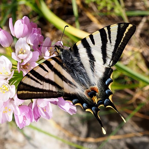 Iphiclides feisthamelii [L.]在RikenMon的自然指南