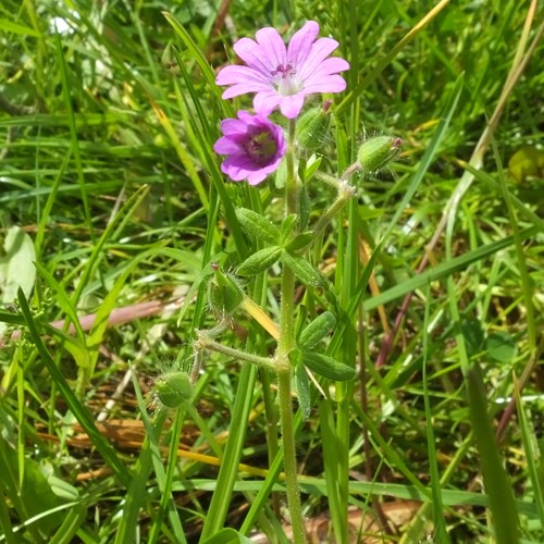 Geranium molle [L.]su guida naturalistica di RikenMon