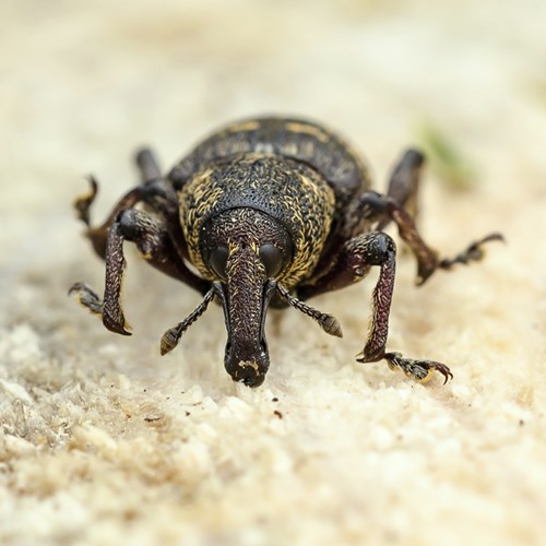 Large pine weevilon RikenMon's Nature-Guide