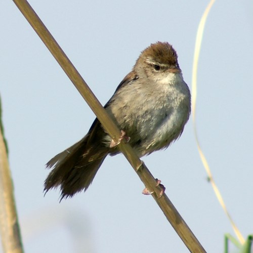 Usignolo di fiumesu guida naturalistica di RikenMon