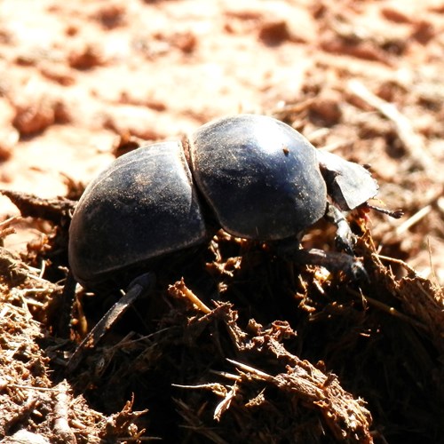 Circellium bacchus [L.]En la Guía-Naturaleza de RikenMon