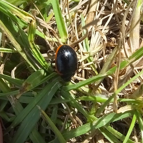 Roodgezoomd goudhaantjeop RikenMon's Natuurgids