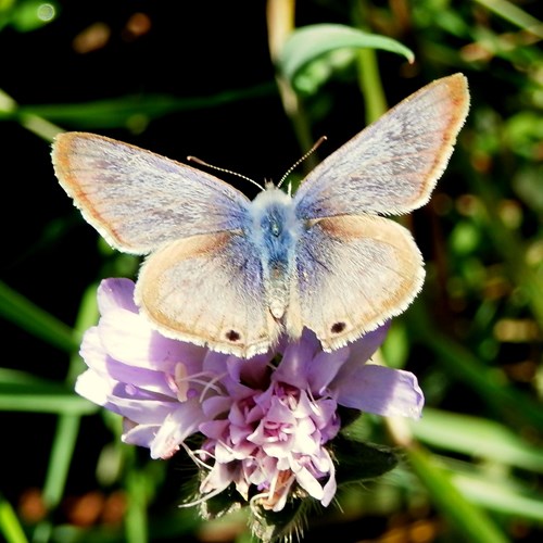 Lampides boeticus [L.]su guida naturalistica di RikenMon