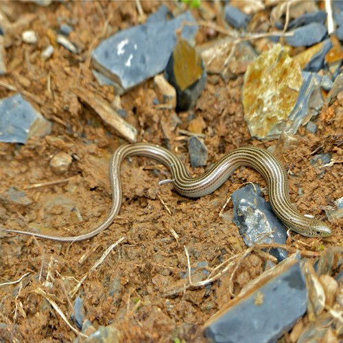 Chalcides striatus [L.]在RikenMon的自然指南