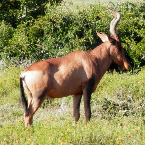 AlcélafoEn la Guía-Naturaleza de RikenMon