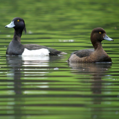 Tufted duckon RikenMon's Nature-Guide