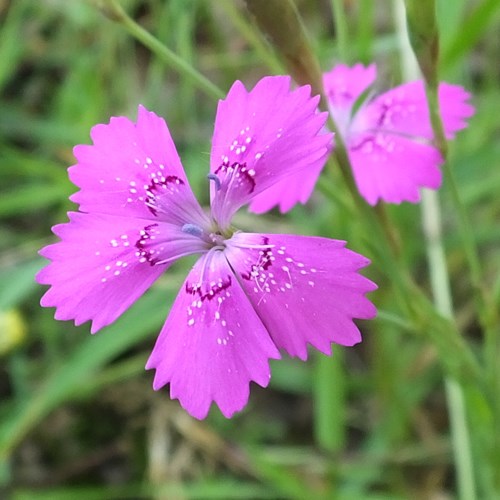 Dianthus deltoides [L.]Em Nature-Guide de RikenMon