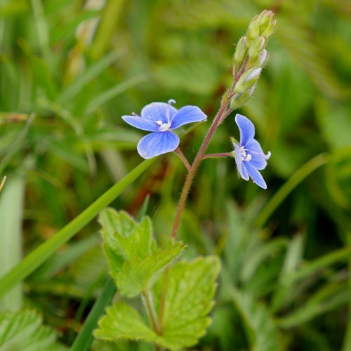 Veronica chamaedrys [L.]Em Nature-Guide de RikenMon