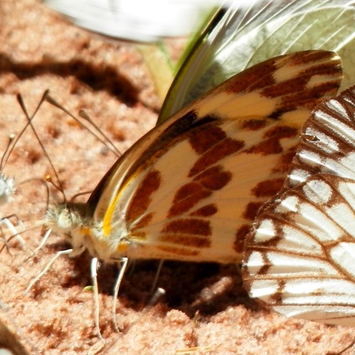 Pinacopteryx eriphia [L.]Auf RikenMons Nature-Guide