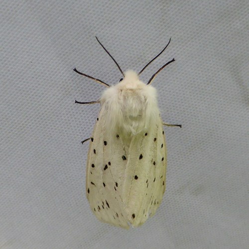 Spilosoma lubricipeda [L.]En la Guía-Naturaleza de RikenMon