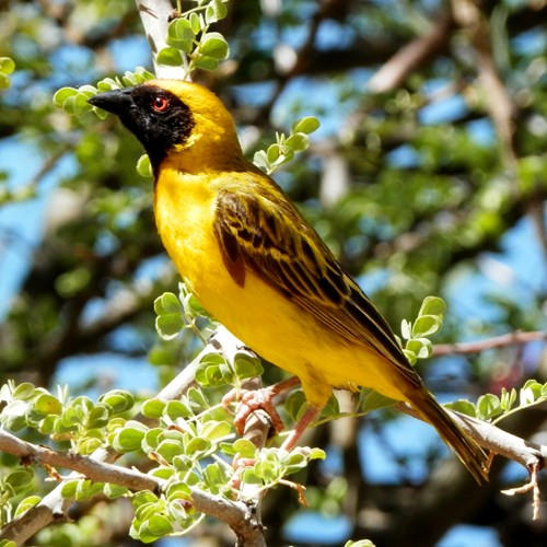 Maskerweverop RikenMon's Natuurgids