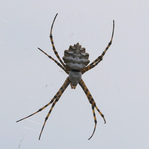 Argiope lobata [L.]Auf RikenMons Nature-Guide