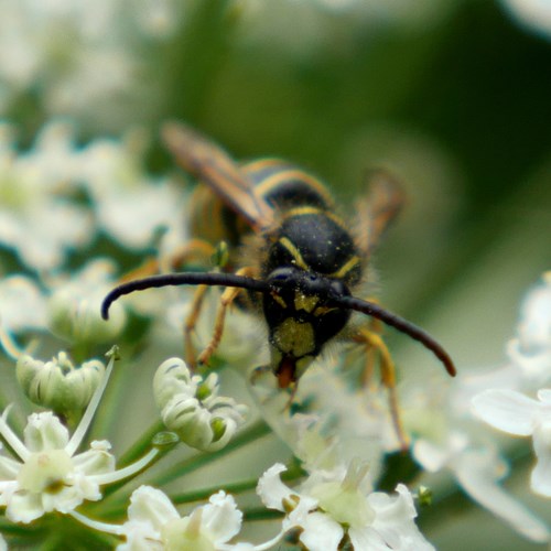 Boswespop RikenMon's Natuurgids