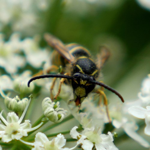 Dolichovespula sylvestris [L.]En la Guía-Naturaleza de RikenMon