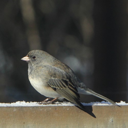 Mørkøjet juncoEn la Guía-Naturaleza de RikenMon