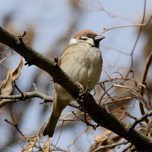Tree sparrowon RikenMon's Nature-Guide