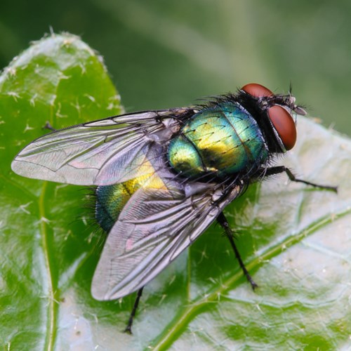 Mouche verteSur le Nature-Guide de RikenMon