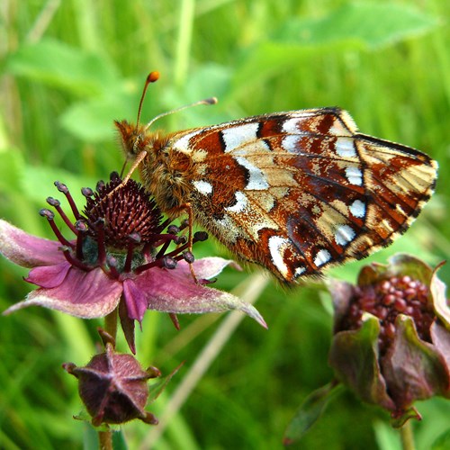 Boloria aquilonaris [L.En la Guía-Naturaleza de RikenMon