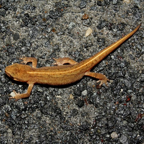 Tritone elveticosu guida naturalistica di RikenMon