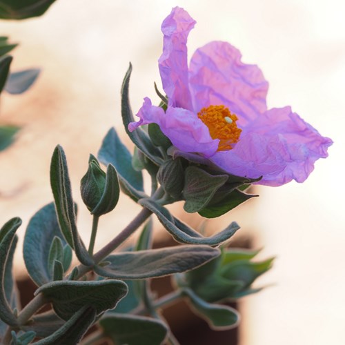 Cistus albidus [L]op RikenMon's Natuurgids