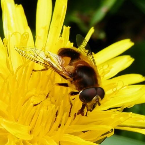 Eristalis pertinax [L.]在RikenMon的自然指南