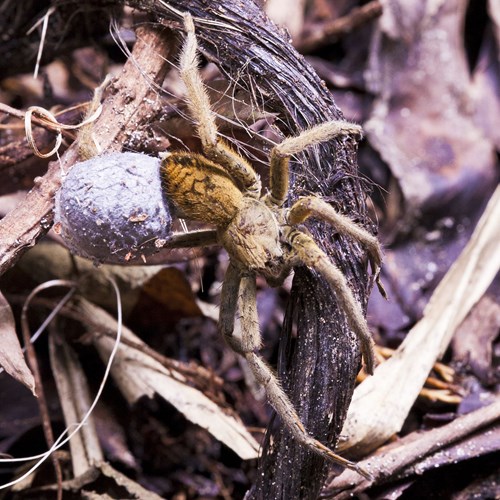 Cupiennius coccineus [L.]Auf RikenMons Nature-Guide