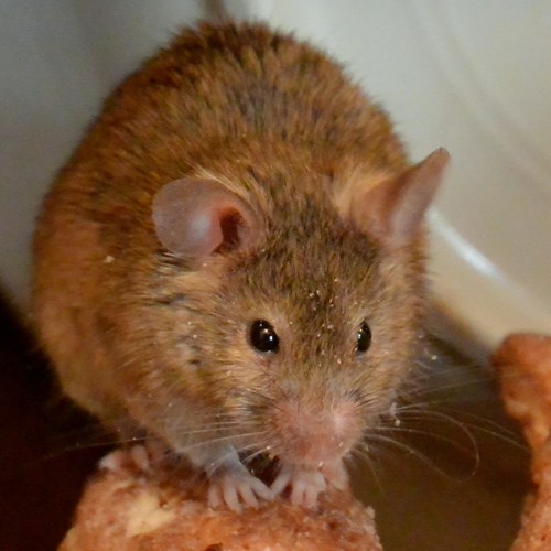 小家鼠在RikenMon的自然指南