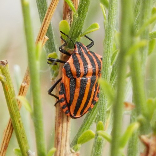 Graphosoma lineatum [L.]En la Guía-Naturaleza de RikenMon