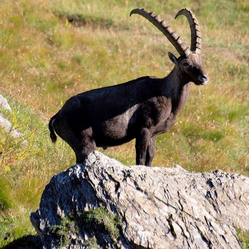 RikenMon в дикой природы | Альпийский горный козёл (Capra ibex)