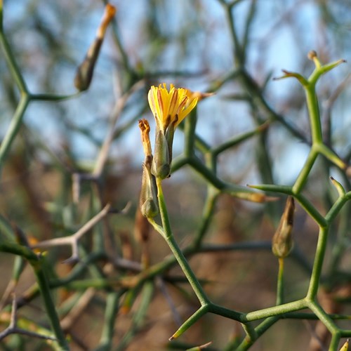 Launaea arborescens [L.]在RikenMon的自然指南