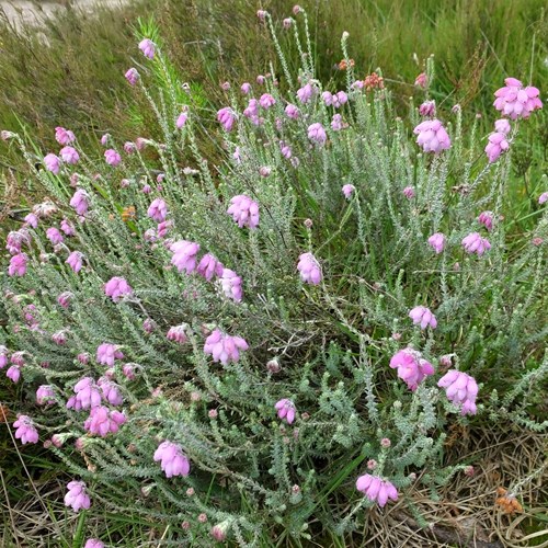 Erica tetralix [L.]Em Nature-Guide de RikenMon