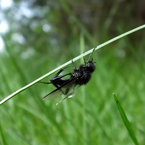 Bibio marci [L.]En la Guía-Naturaleza de RikenMon