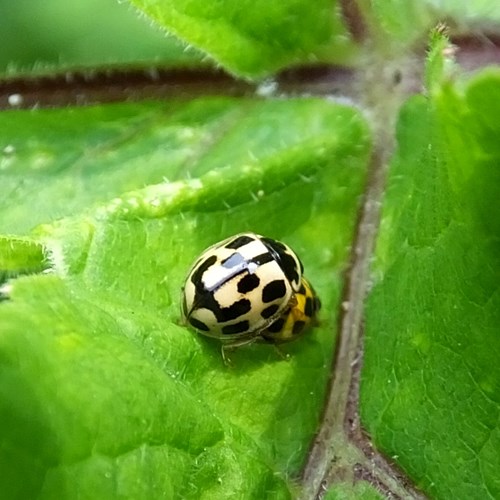 Propylea quatuordecimpunctata [L.]在RikenMon的自然指南