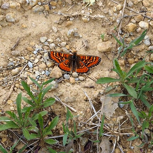 Mozaïekparelmoervlinderop RikenMon's Natuurgids