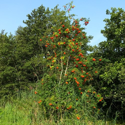 Sorbo degli uccellatorisu guida naturalistica di RikenMon