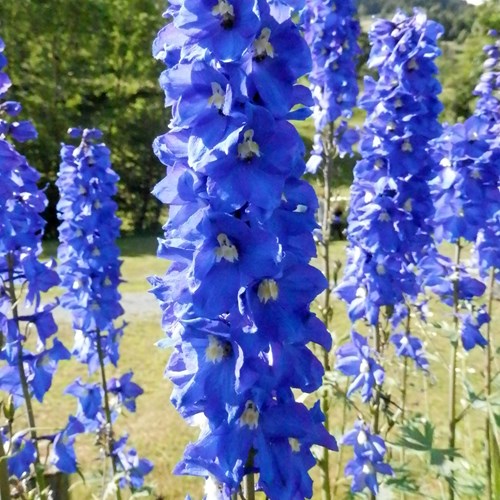 Delphinium elatum [L.]Em Nature-Guide de RikenMon