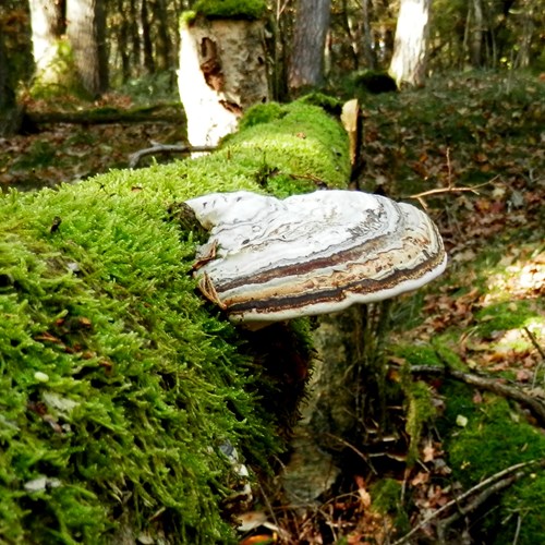 Echte tonderzwamop RikenMon's Natuurgids