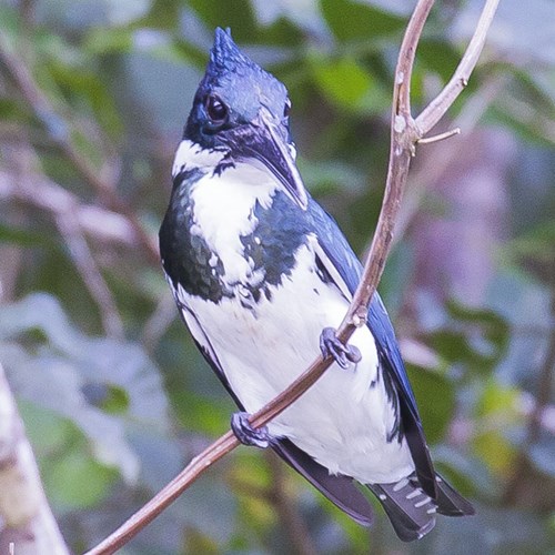 Martin pescatore amazzonicosu guida naturalistica di RikenMon