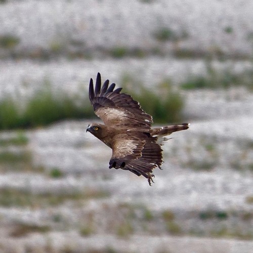 Culebrera EuropeaEn la Guía-Naturaleza de RikenMon