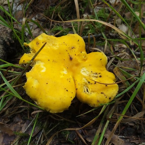 Cantharellus cibarius [L.]su guida naturalistica di RikenMon