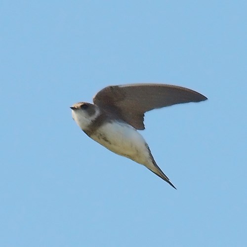 Rondine ripariasu guida naturalistica di RikenMon