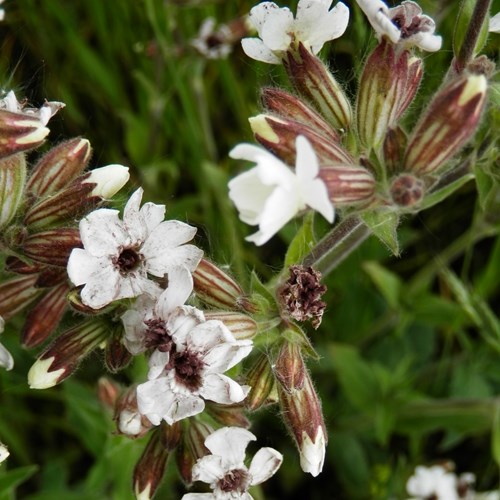 Silene latifolia [L.]su guida naturalistica di RikenMon