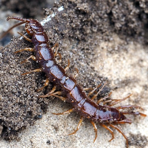 Lithobius forficatus [L.]Em Nature-Guide de RikenMon