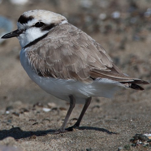 Strandplevierop RikenMon's Natuurgids