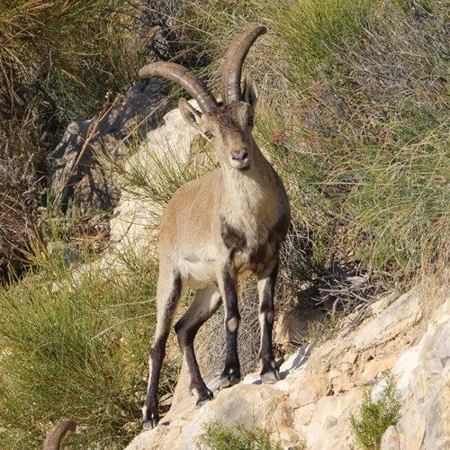 Iberische steenbokop RikenMon's Natuurgids