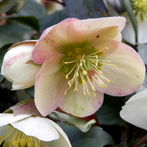 Helleborus niger [L.]Em Nature-Guide de RikenMon